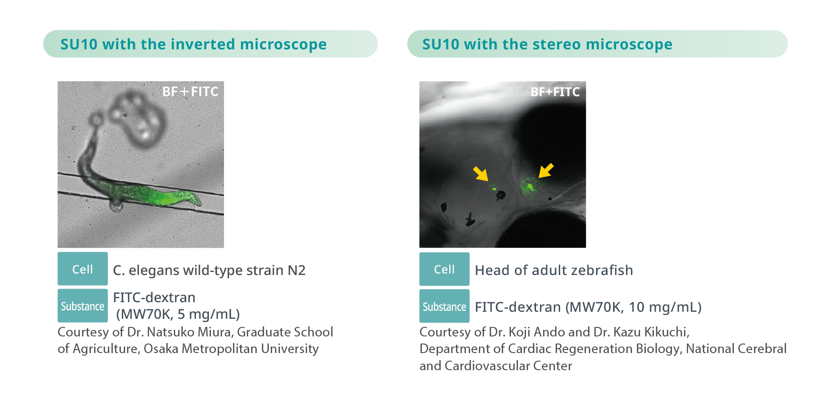 Application example Efficient Delivery into Challenging Cell Types and Organisms