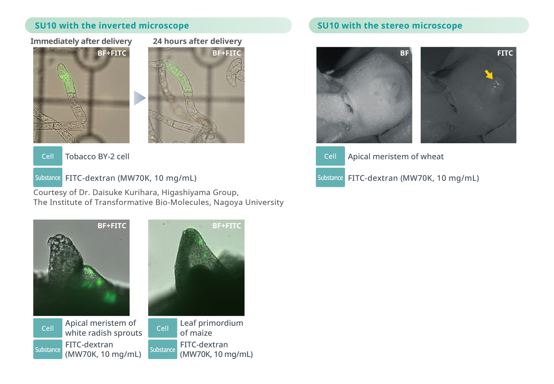 Application example Efficient Delivery into Cultured Plant Cells and Whole Organisms