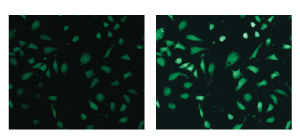 Kinetic assay