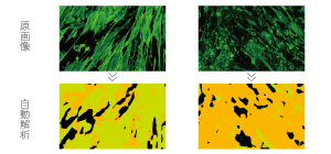 Unbiased phenotype evaluation via AI