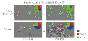 Label-free phenotype analysis