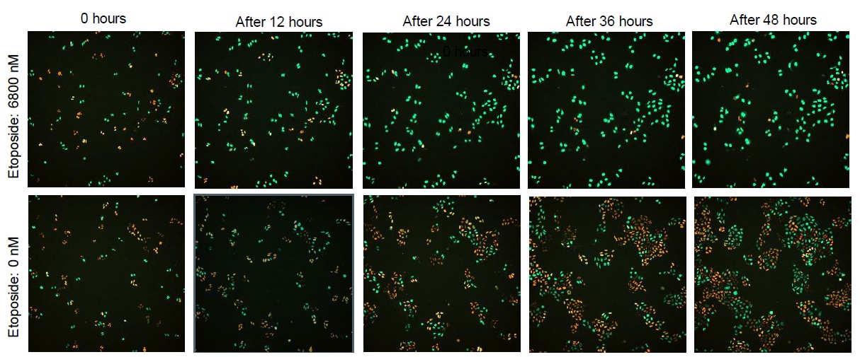 Change over time in fluorescence of HeLa cells stably expressing Fucci