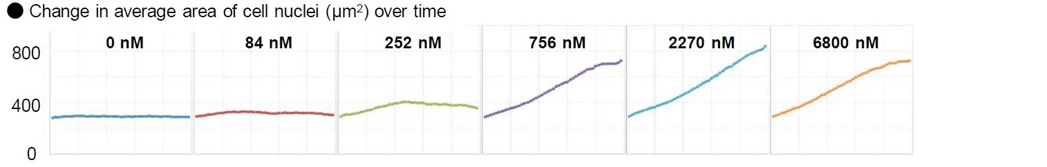 Change over time in area of cell nuclei at each concentration