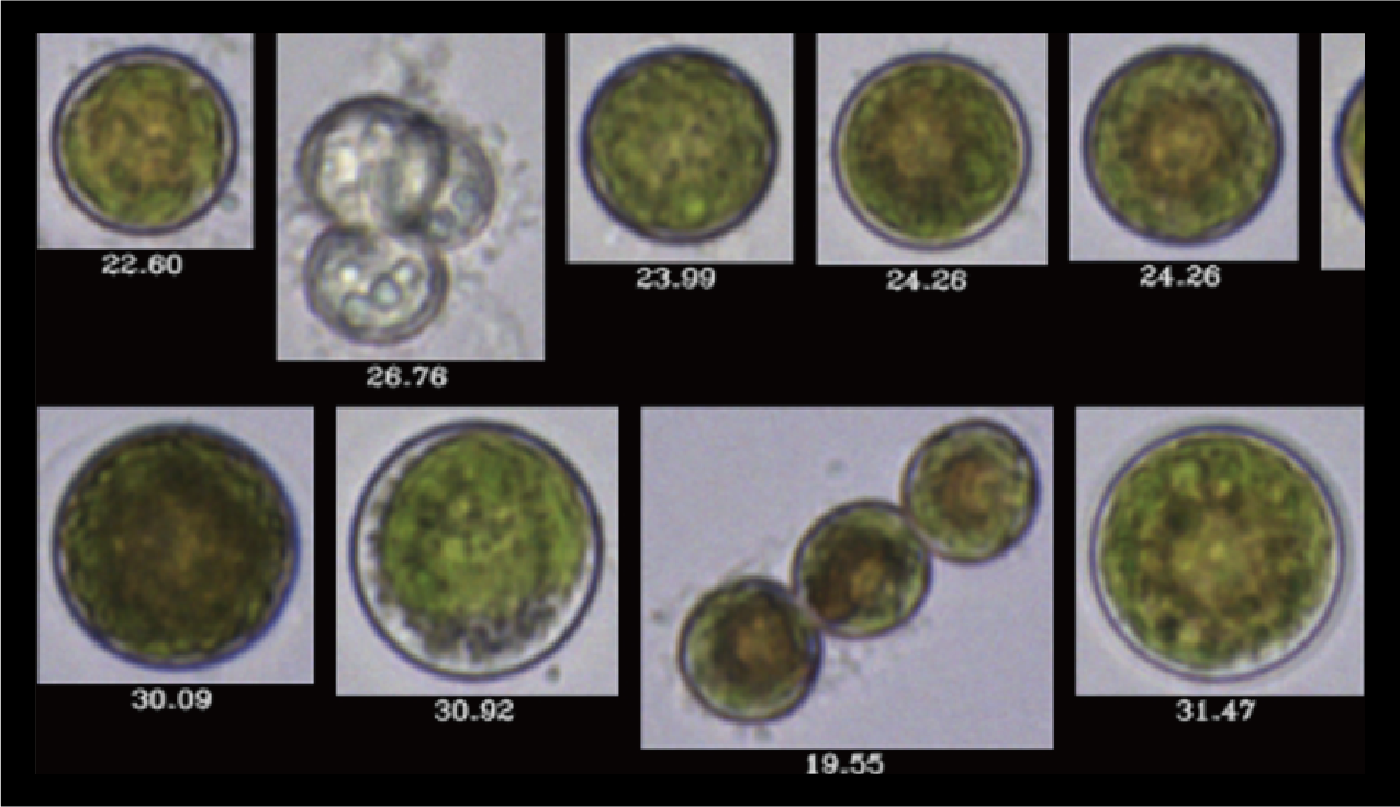 Harmful Algae