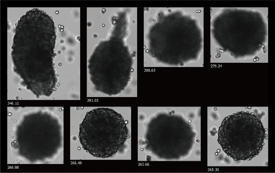 Cell Spheroids