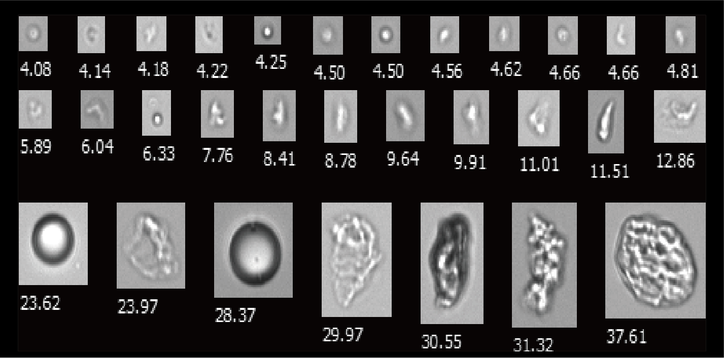 Protein Aggregates