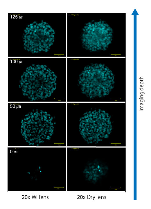 球體樣品影像範例