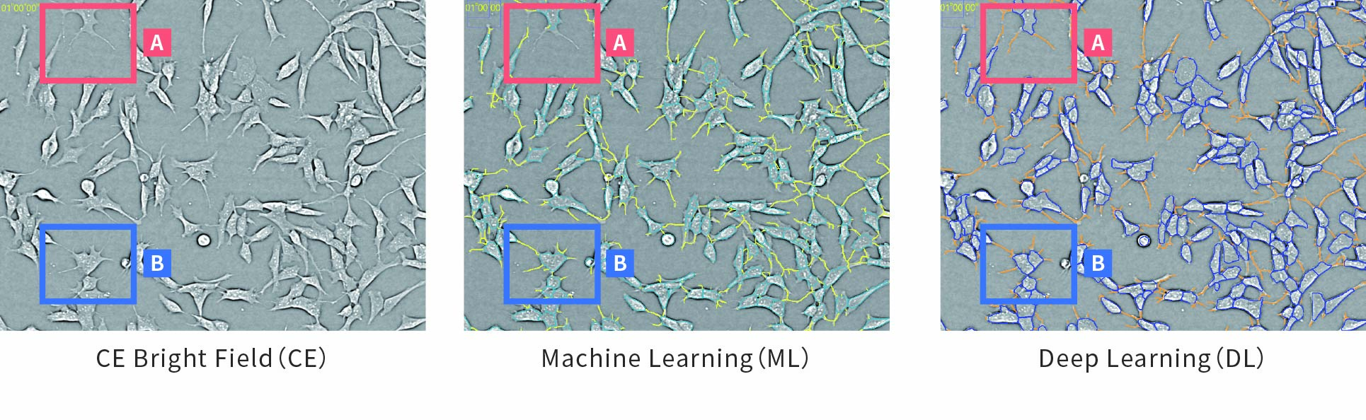 Evaluation of Neurite Outgrowth1