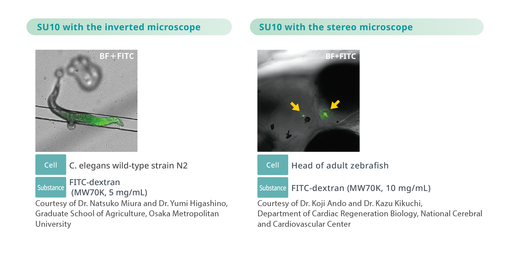 Application example Efficient Delivery into Challenging Cell Types and Organisms