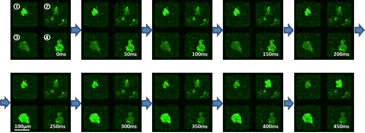 iPSC由来心筋細胞におけるCa2+シグナルの撮像例