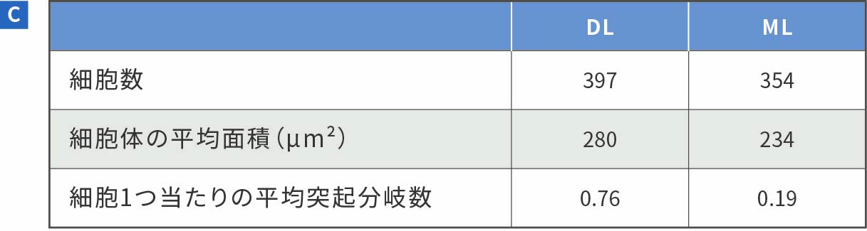 神経突起伸長の評価3