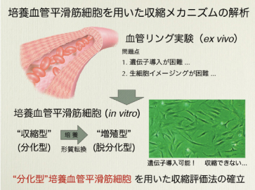 分化型血管平滑筋を用いた収縮評価法の確立