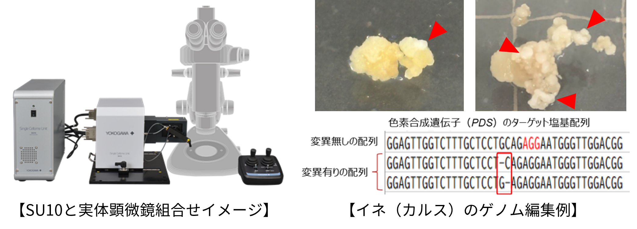 植物ゲノム編集受託試験サービス