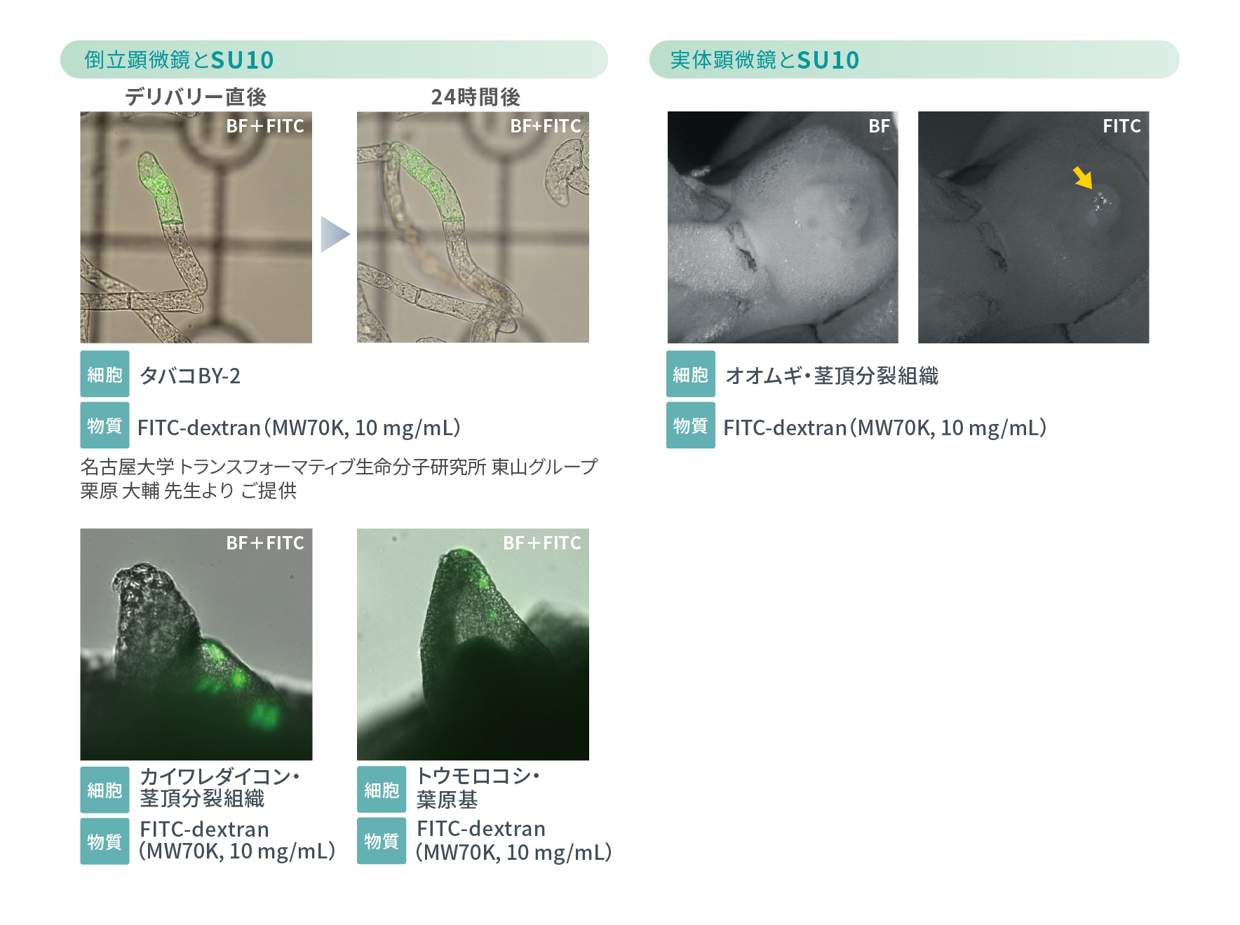 SU10 アプリケーション実例　植物培養細胞・個体へのデリバリー
