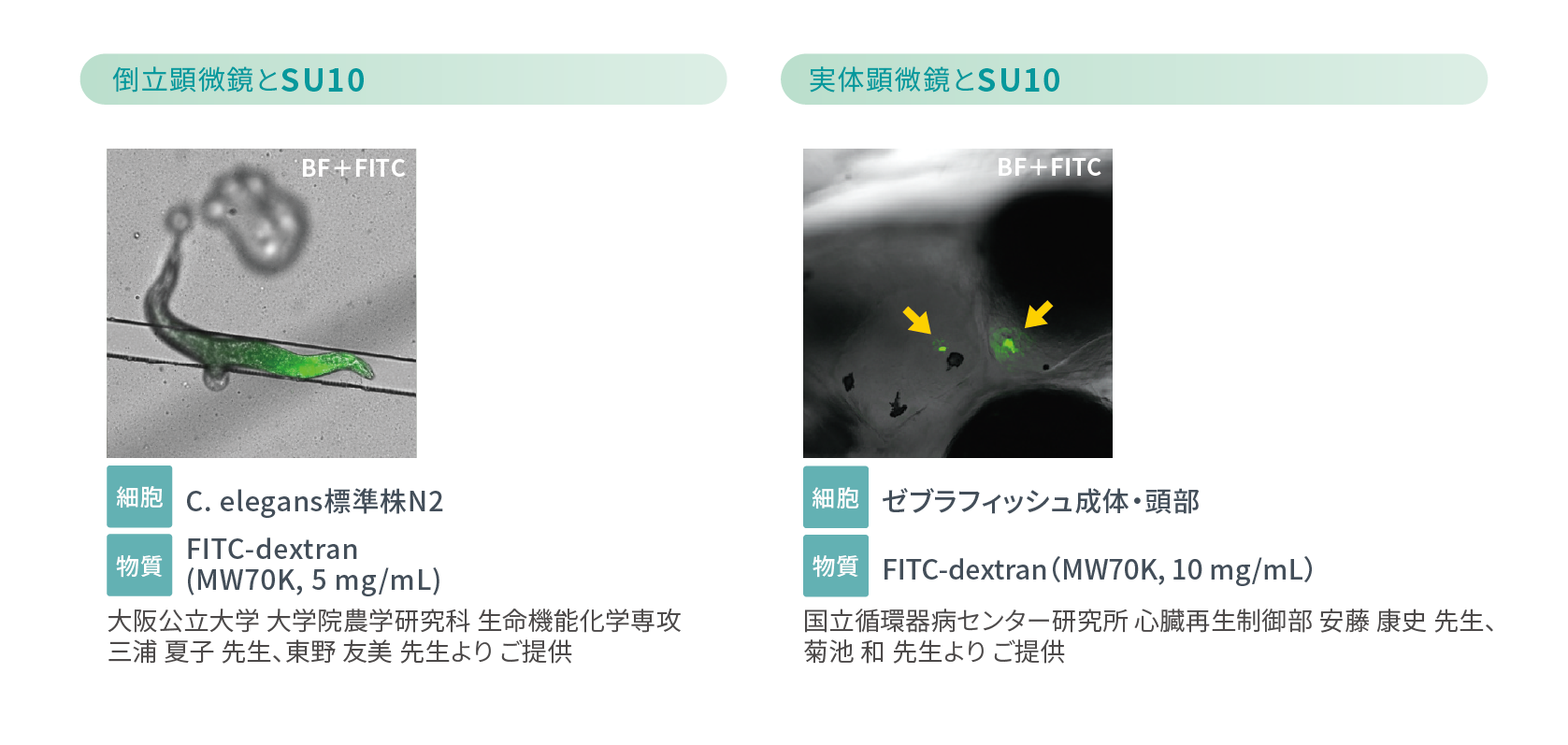 SU10 アプリケーション実例　物質導入が難しい細胞種・生物種へのデリバリー