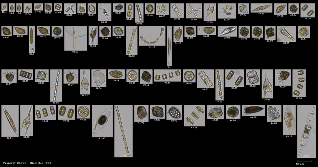 海水・淡水調査