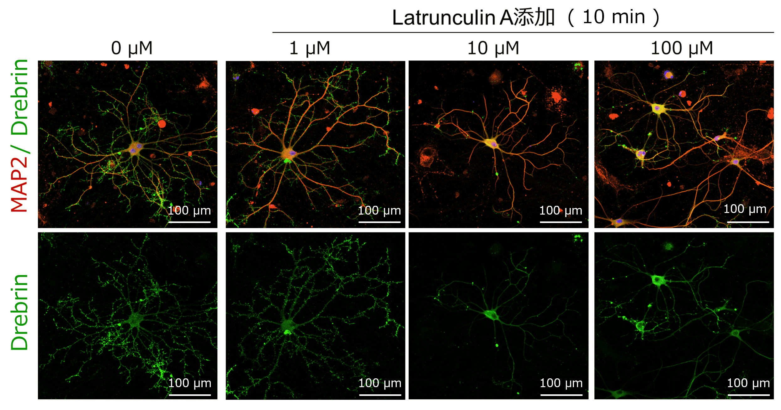 Latrunculin_A