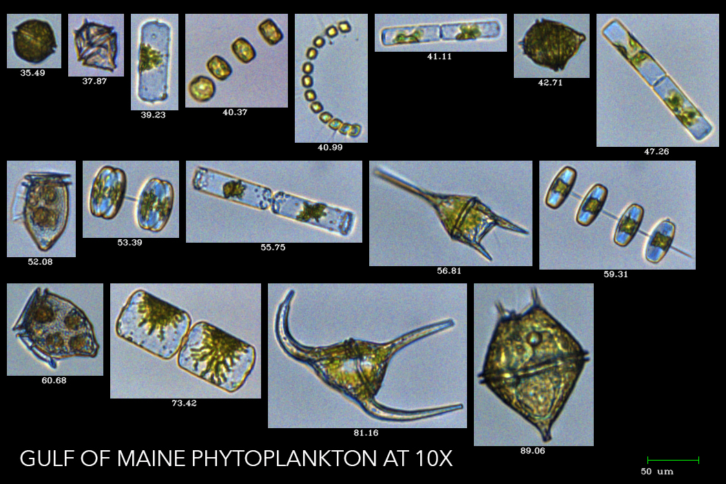 FlowCam 8000 | Yokogawa America