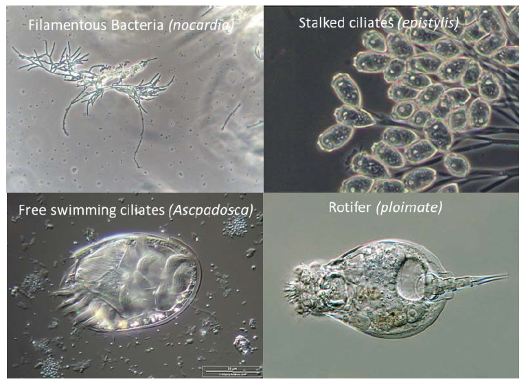 Several types of bugs that are responsible for different duties.