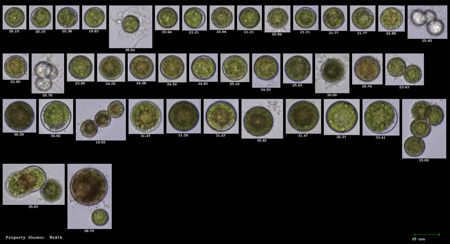 Algal Cultures