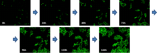 Hela細胞増殖の撮像例