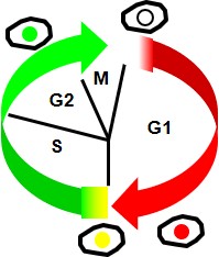 Fig.1(A) Cell cycle and Fucci