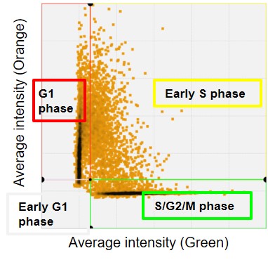 Fig.1(D) Gating based on average intensity using CellPathfinder