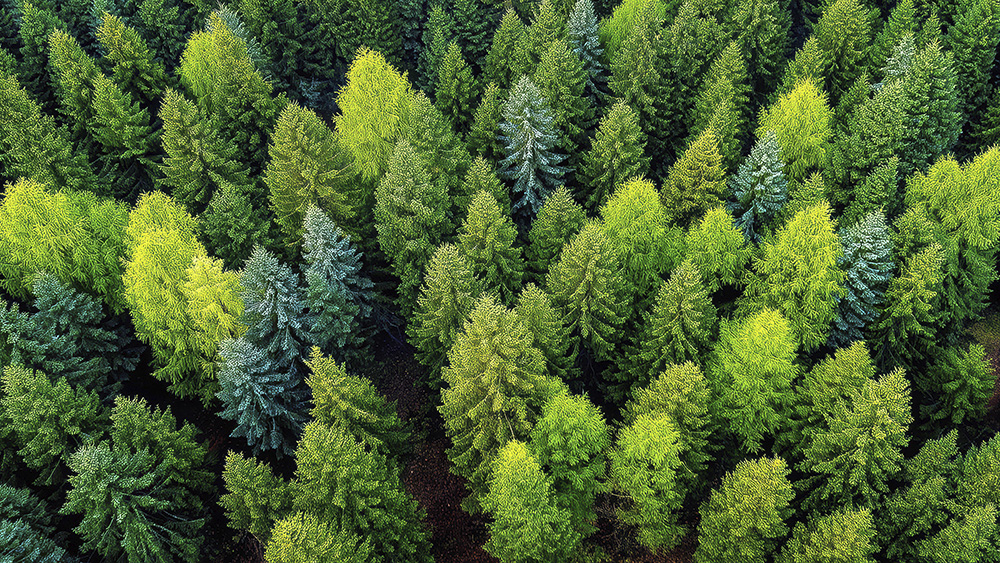 [Case3] Forest management supporting decarbonization